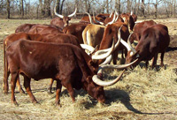 Foundation Pure Cows Enjoying The Freshly-Unrolled Hay.