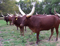 If I stare at that farmer long enough, a hay bale will appear. ;-) Foundation Pure Cows