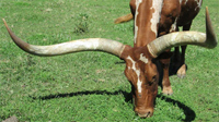 La Dorada Gale, FP Cow