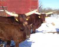 Foundation Pure Cows Soaking Up Some Sun In The Drifted Snow.