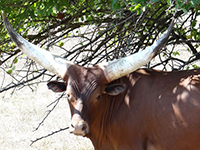 Young Show Steer