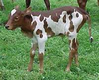 Foundation Pure Calf