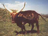 La Dorada Harlequin, Foundation Pure Bull, At Three Years Of Age.