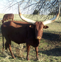 Native Pure Cow