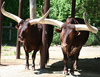 The Binder Park Zoo's "Lundgren" Steers.