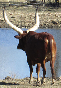 Boy, that water looks great! (FP Cow)