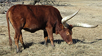 More range cubes! (FP Cow) More range cubes! (FP Cow)