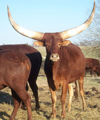 Native Pure Cow