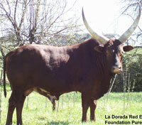 La Dorada Red Eagle, Foundation Pure Bull