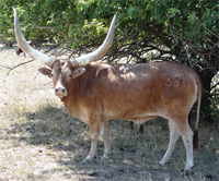 "I may be blonde, but I'm not dumb." Native Pure Cow