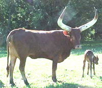 Foundation Pure cow with newborn calf.