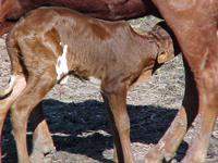 A new baby's first drink.