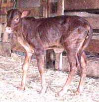 One month old Foundation Pure heifer.