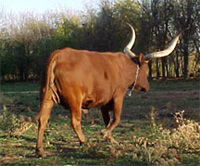 La Dorada Lucy, 3/4 blood cow