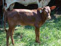 Foundation Pure Heifer Foundation Pure Heifer