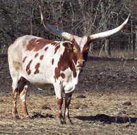 Bright and shiny in the sunshine. (Foundation Pure Cow)