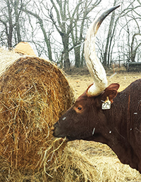 Yummy hay!