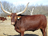 Foundation Pure Ankole-Watusi Cow Foundation Pure Ankole-Watusi Cow