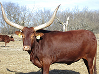 Foundation Pure Ankole-Watusi Cow