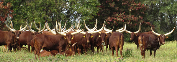 Ankole-Watusi Bulls in Field