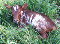 Lundgren's Heyday, FP Heifer.