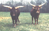La Dorada Ransom and La Dorada Typhoon, Foundation Pure bulls, pictured at 5 years of age.
