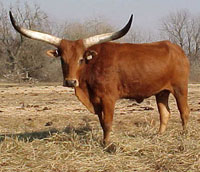 Ankole-Watusi Brown Swiss Crossbred Cow.