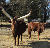 La Dorada Mica, FP Bull