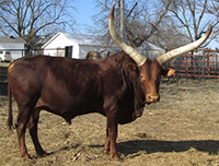 Is This My Good Side? (La Dorada Mica, FP Bull)