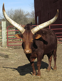 Maybe This Is My Best Pose! (La Dorada Mica, FP Bull)